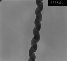 Helical Multi Walled Carbon Nanotubes